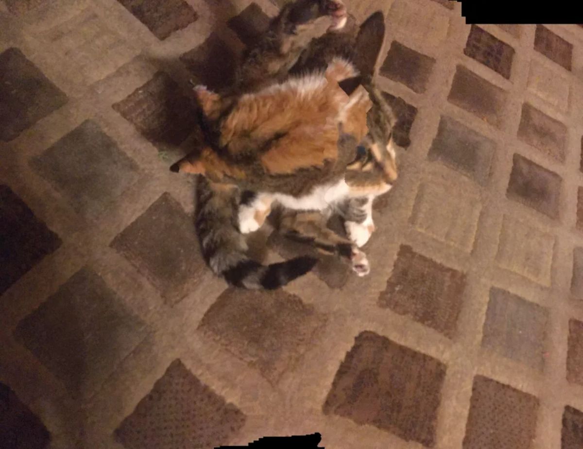 panoramic fail of orange white and black cat looking like a pixelated cat and it has 2 heads