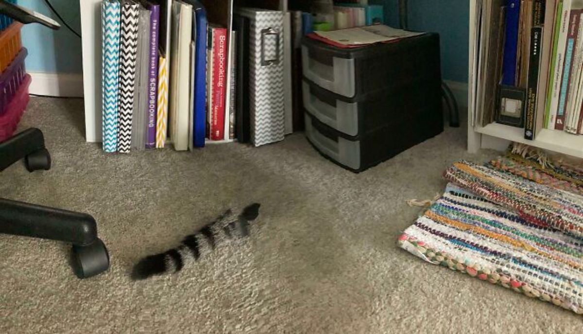 panoramic fail of photo of a floor with files and books on the floor with a grey and black tabby cat's tail left behind with no cat