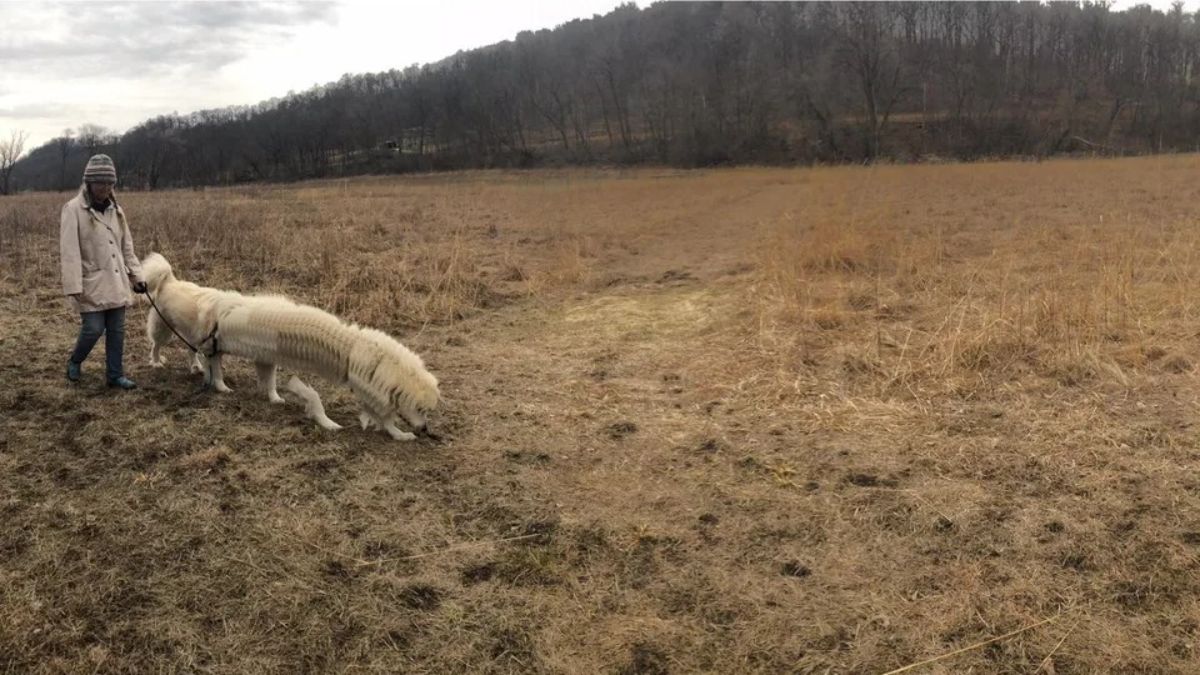 panoramic fail of someone walking a white dog on a leash ina dry field with the dog having a very long body