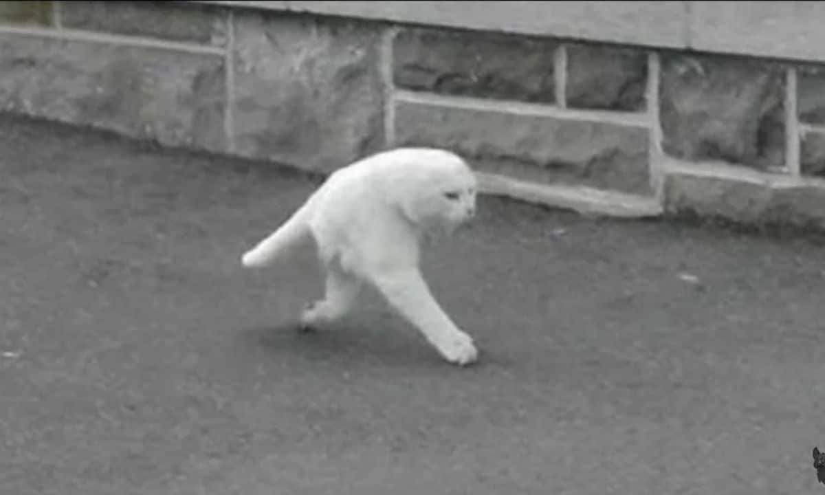 panoramic fail of white cat walking on a road with only 2 legs and a very short body