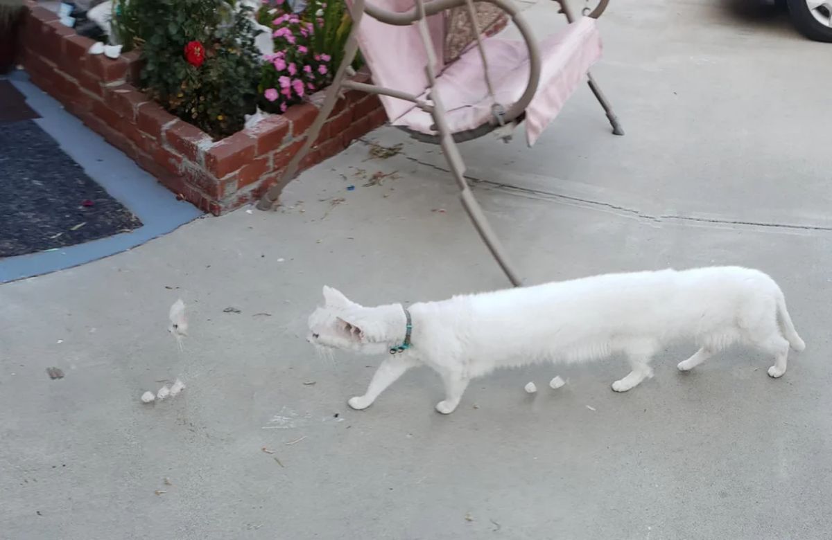 panoramic fail of white cat with a very long body