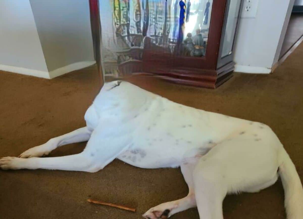 panoramic fail of white dog laying on the floor with no head