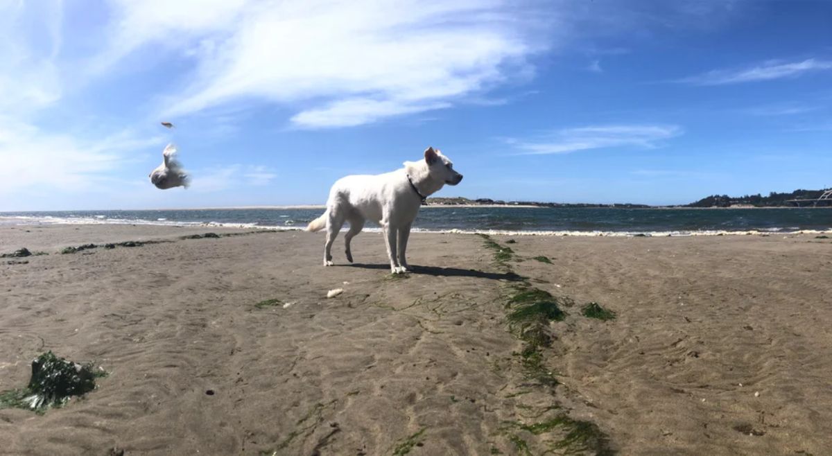 panoramic fail of white dog standing on a beach with the dog's face stuck in the sky behind her