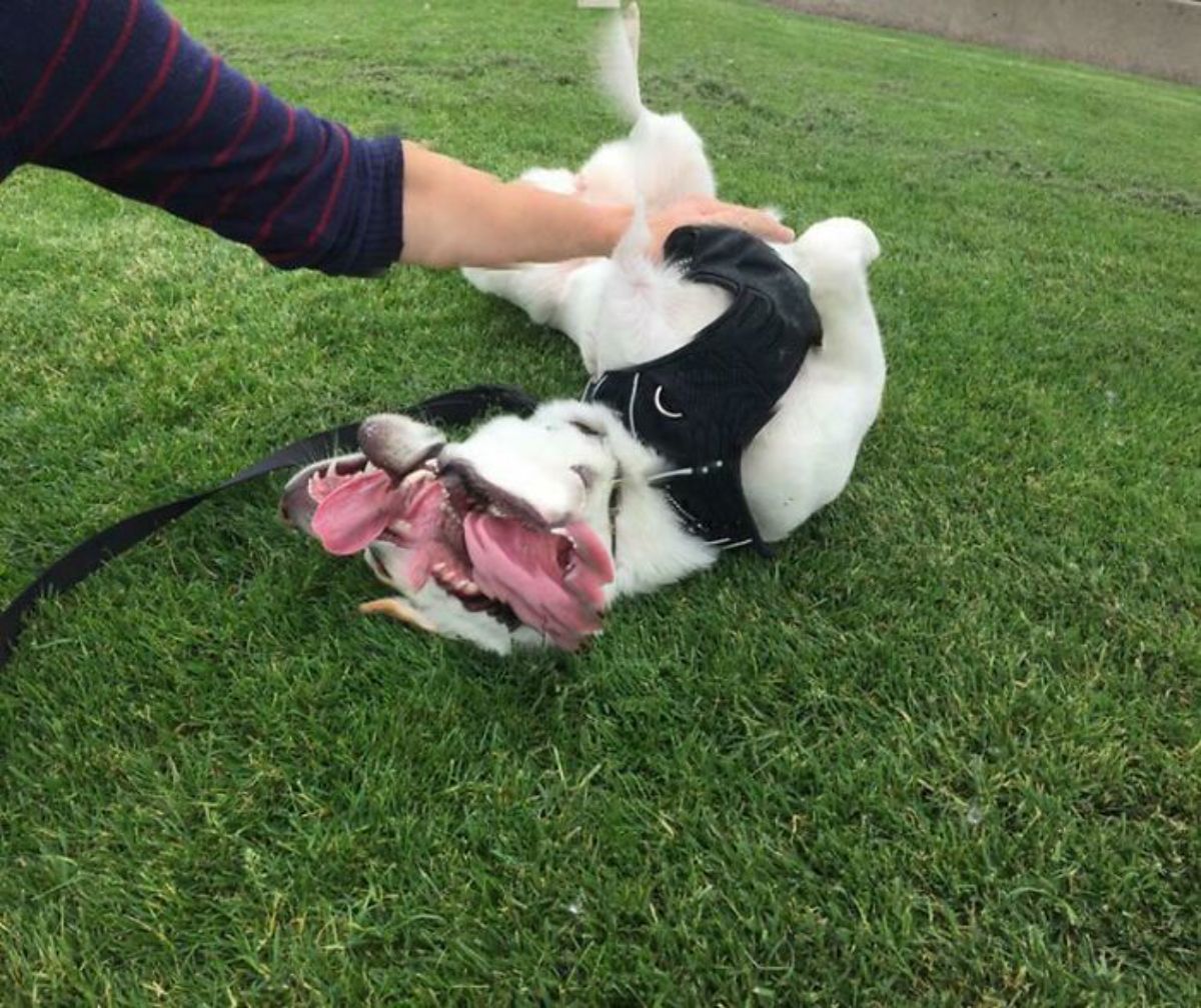 panoramic fail of white dog wearing black harness laying belly up getting petted and the dog has 3 faces and multiple tongues
