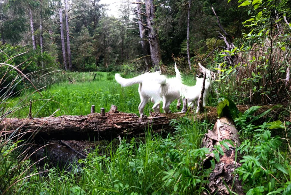 panoramic fail of white dog with 3 bodies