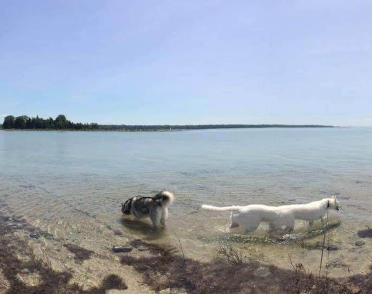 panoramic fail of white dog with a long body standing in water next to a black and white husky
