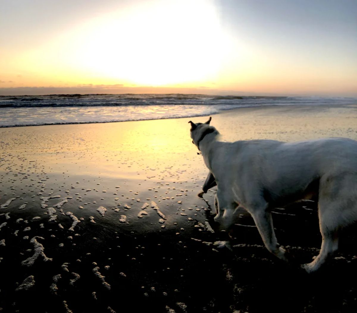 panoramic fail of white dog with a very long body