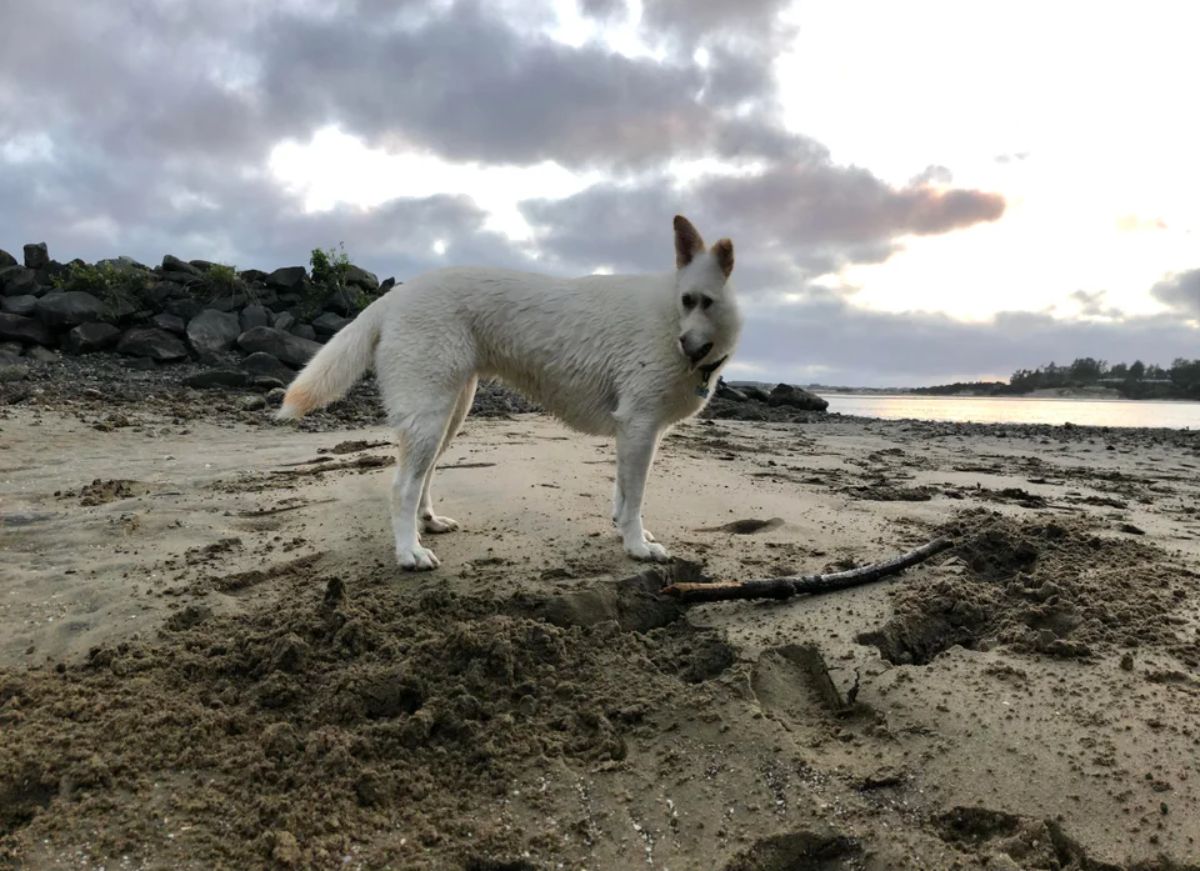 panoramic fail of white husky with a thin and tall face