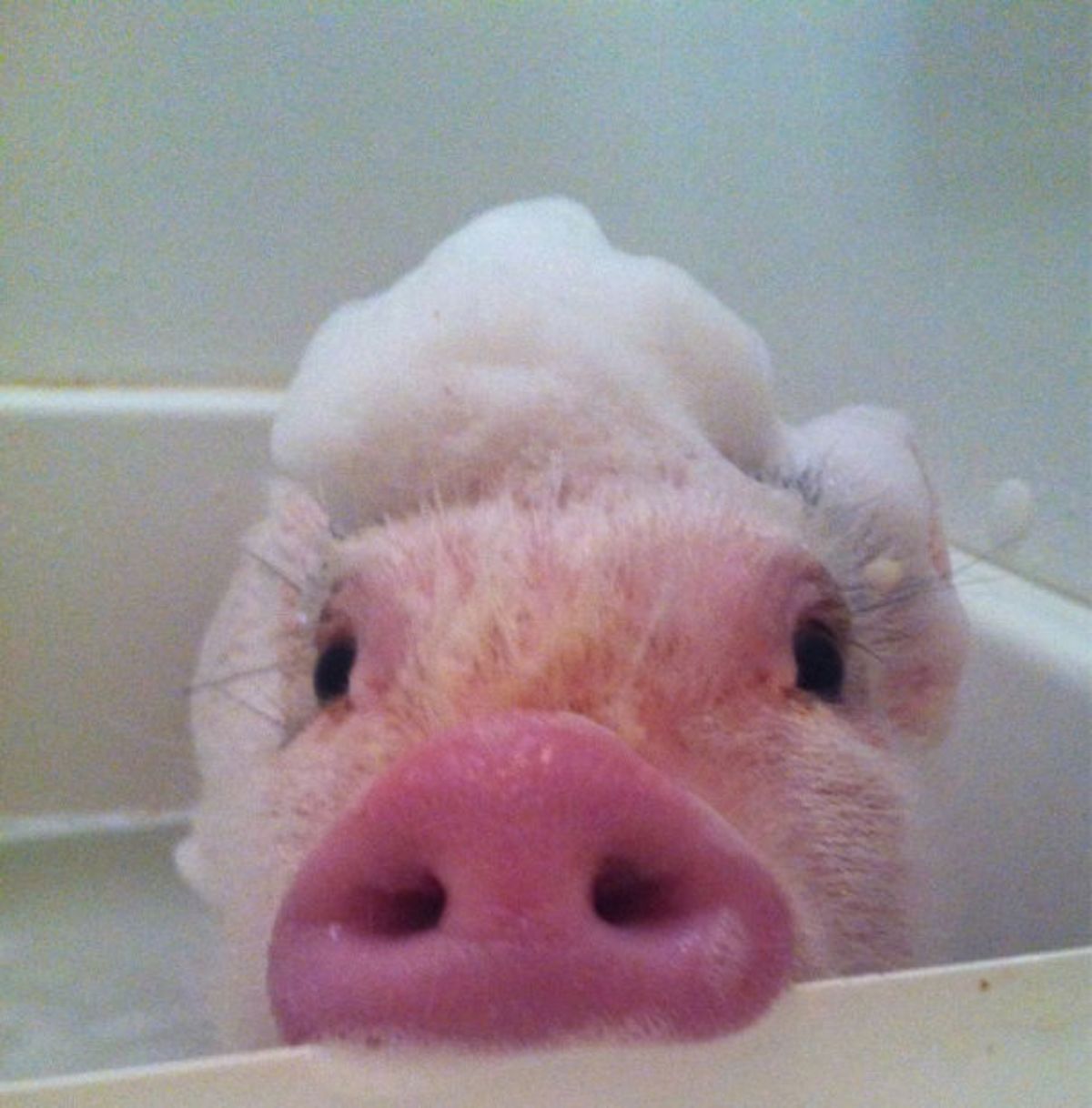 pink piglet in a bathtub with soap suds on the head