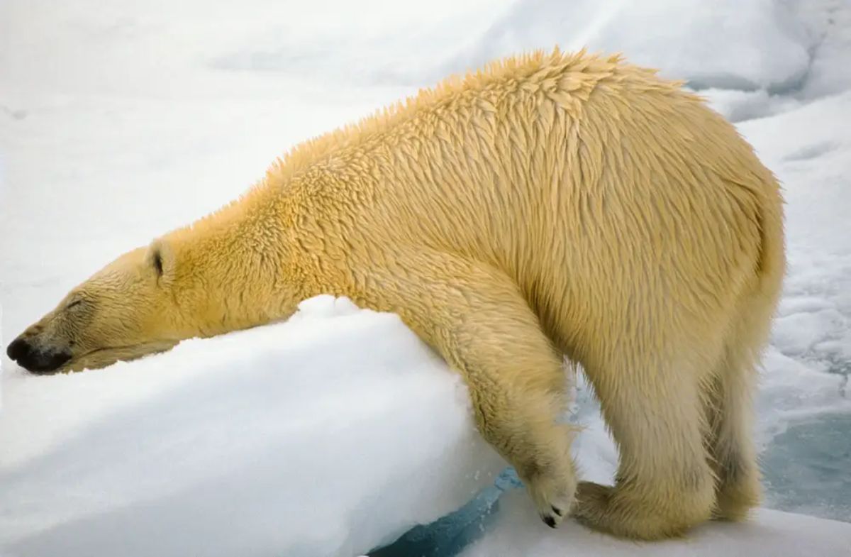 polar bear standing and placing the head on an iceberg and sleeping