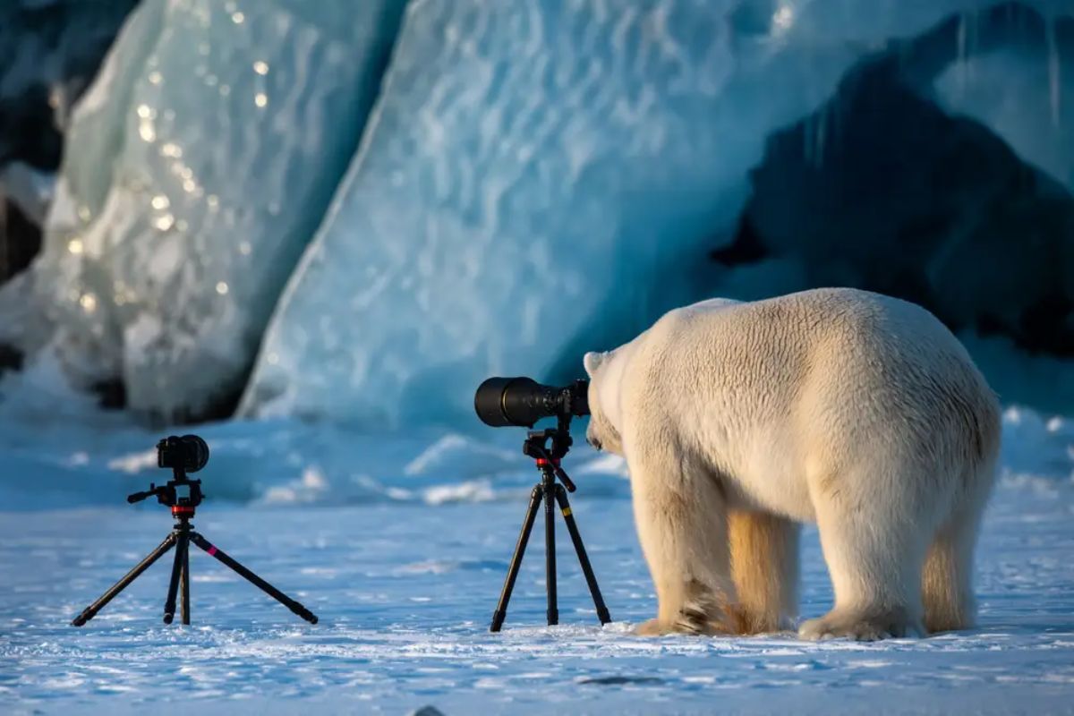 polar bear standing on ice looking through a camera