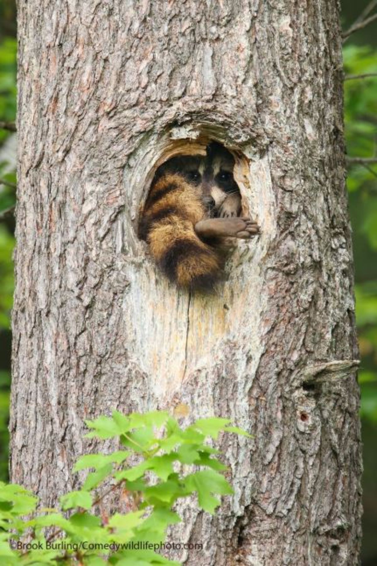 raccoon stuffed inside a hole in a tree trunk with the leg and tail sticking out