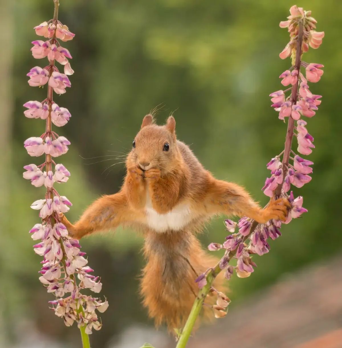 red and white squirrel with front paws in the mouth with back legs holding onto purple and white orchid branches