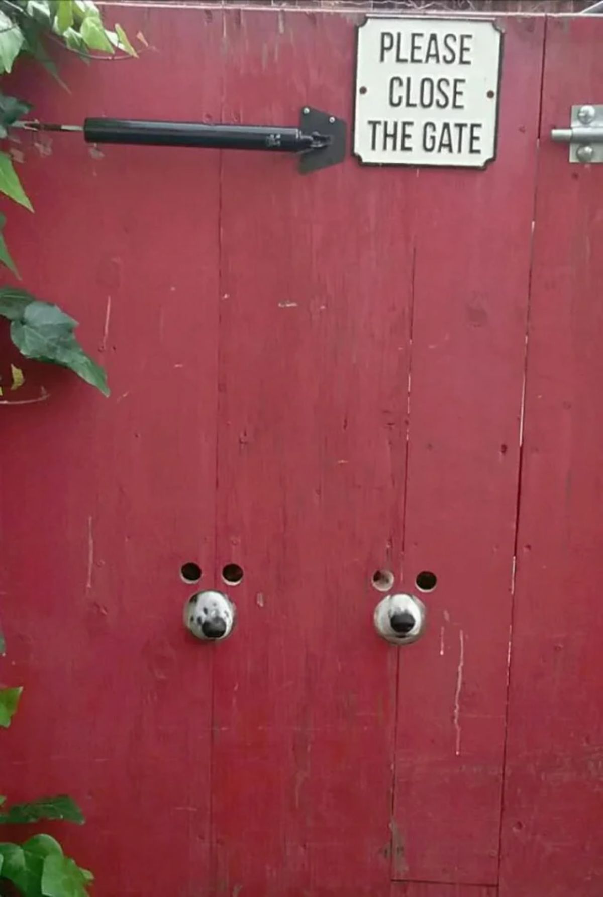red gate with 2 sets of eye holes and nose holes with 2 dogs with white snouts sticking their noses through the nose holes and watching through the eye holes