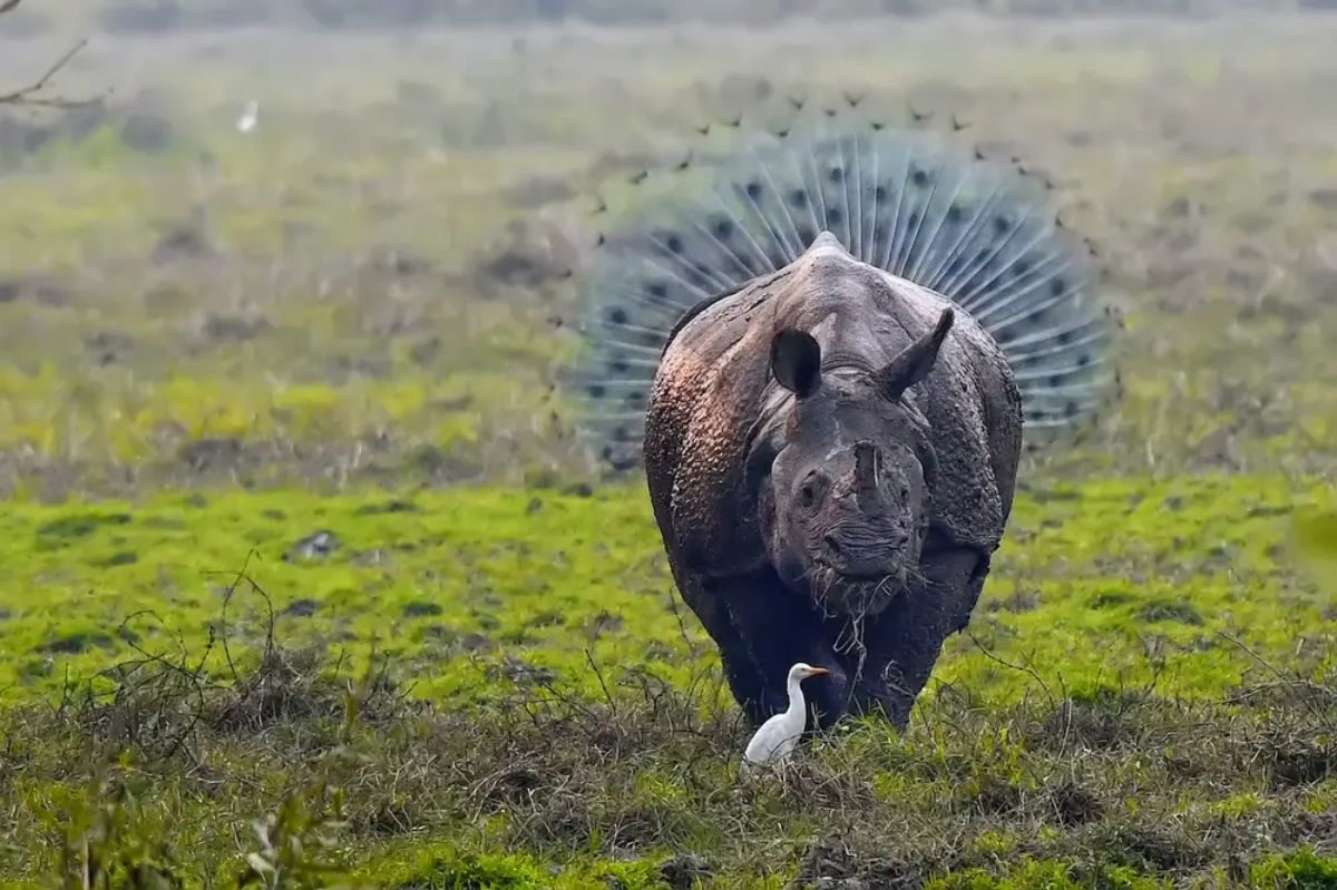rhino standing in front of a white stork with a peacock with the feathers spread out