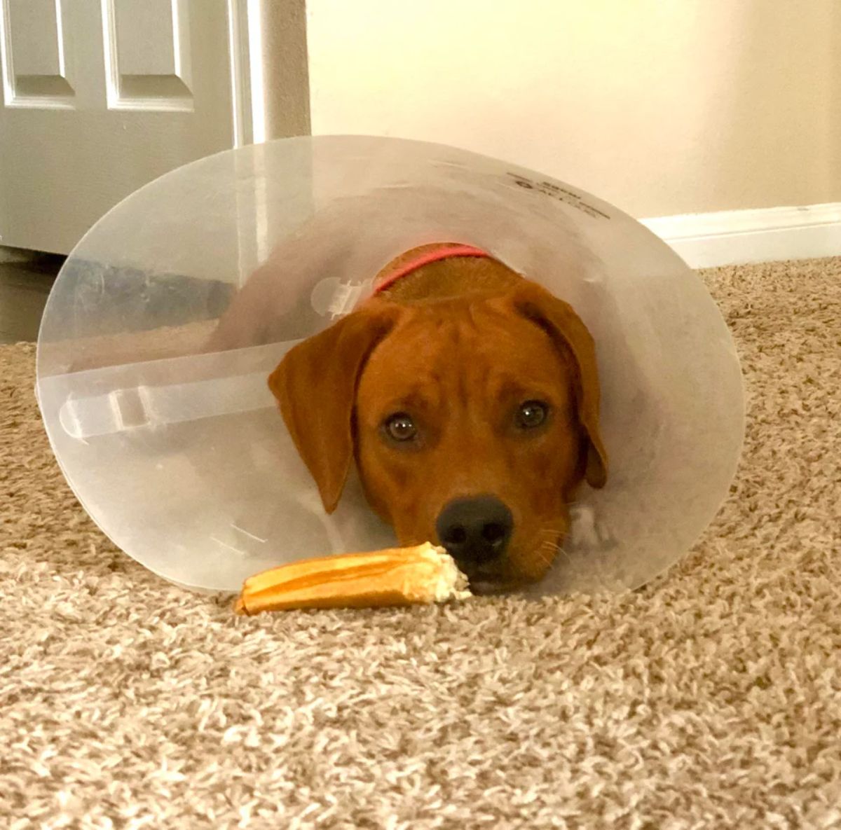 sad brown dog wearing a transparent cone of shame laying on the floor with a half eaten brown treat in front of the face