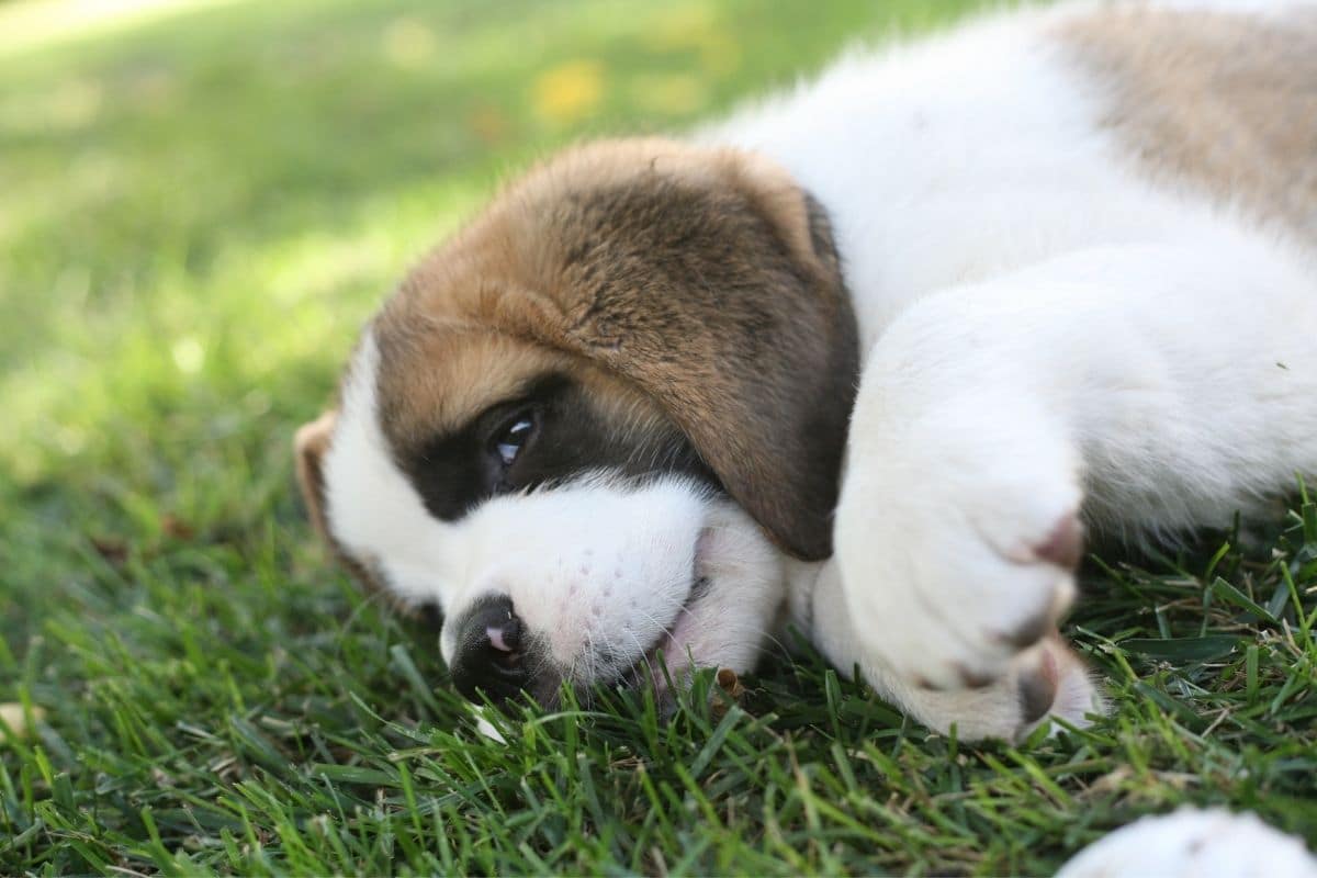 Saint bernand puppy lying on green grass