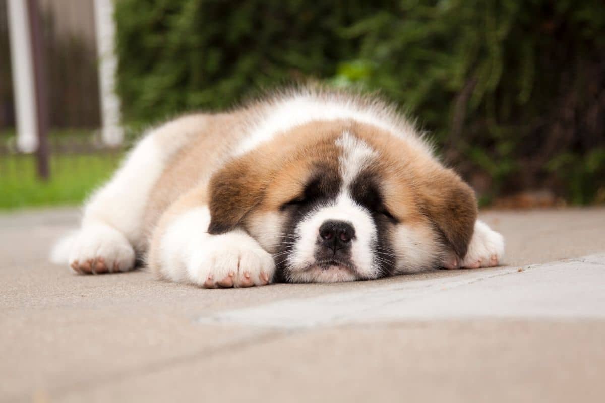 Saint bernard puppy sleeping on concrete floor
