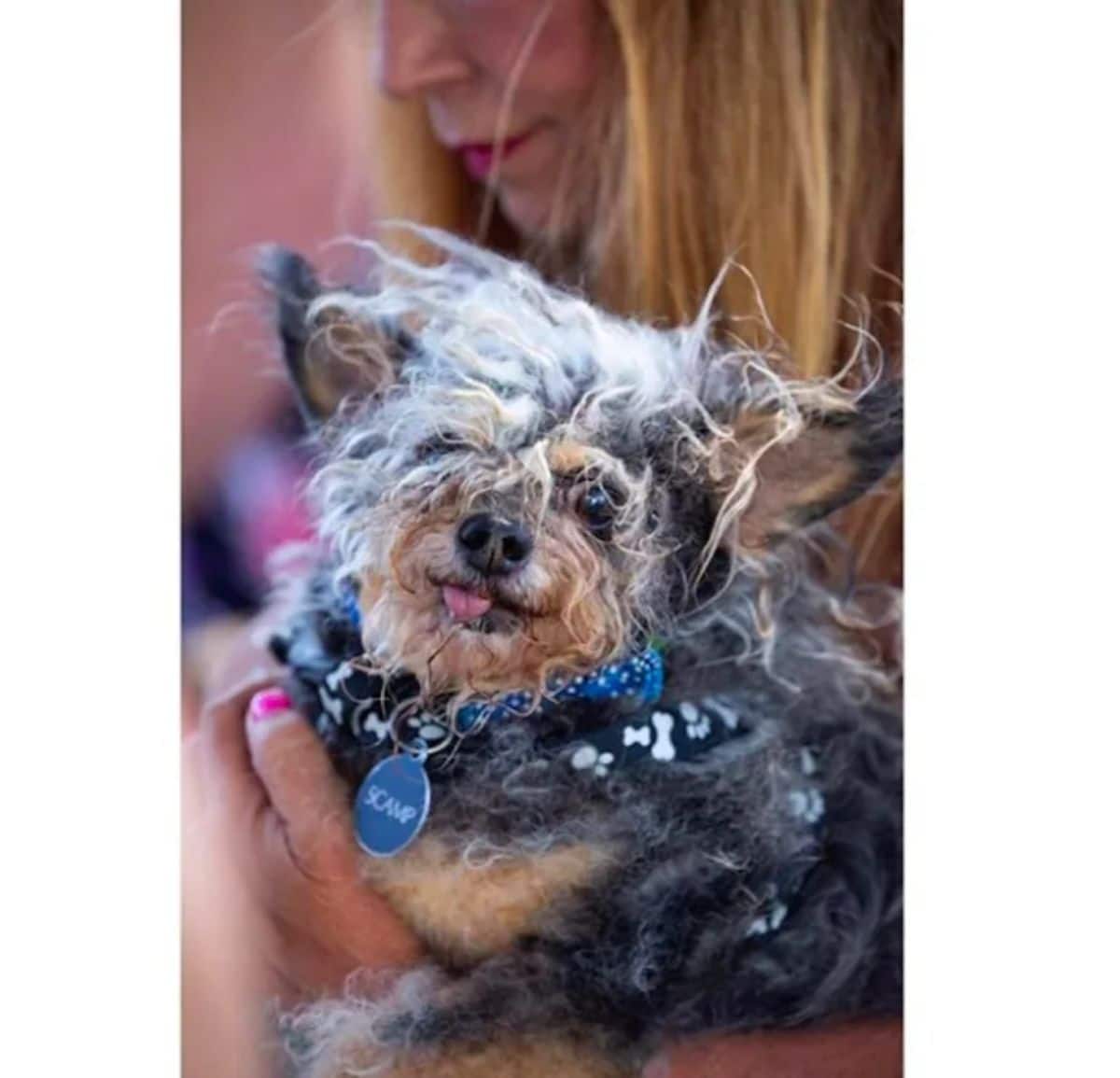 scraggly black brown and white terrier being held by someone