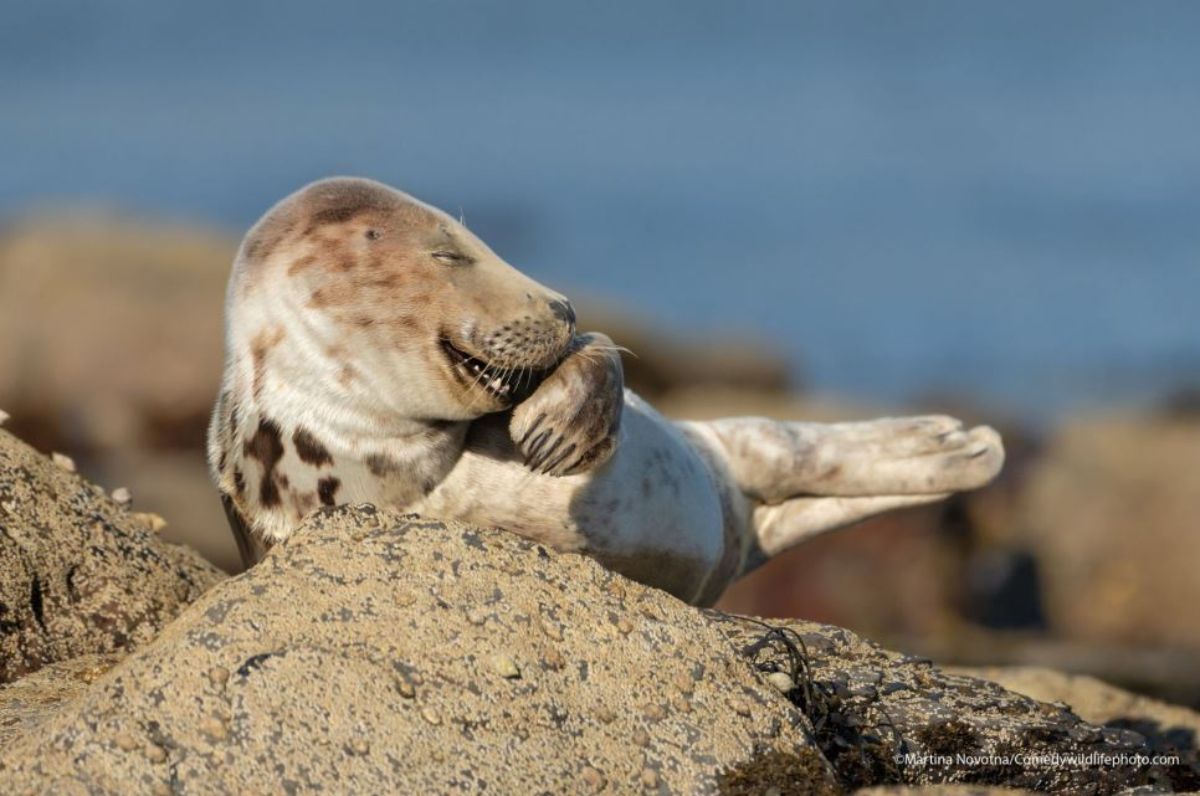seal on a rock with a flipper held against the mouth