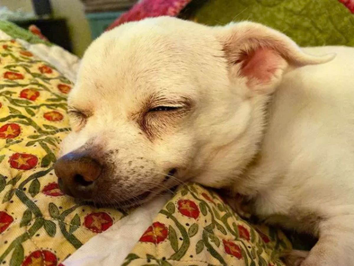 sleeping white chihuahua with a smile on its face