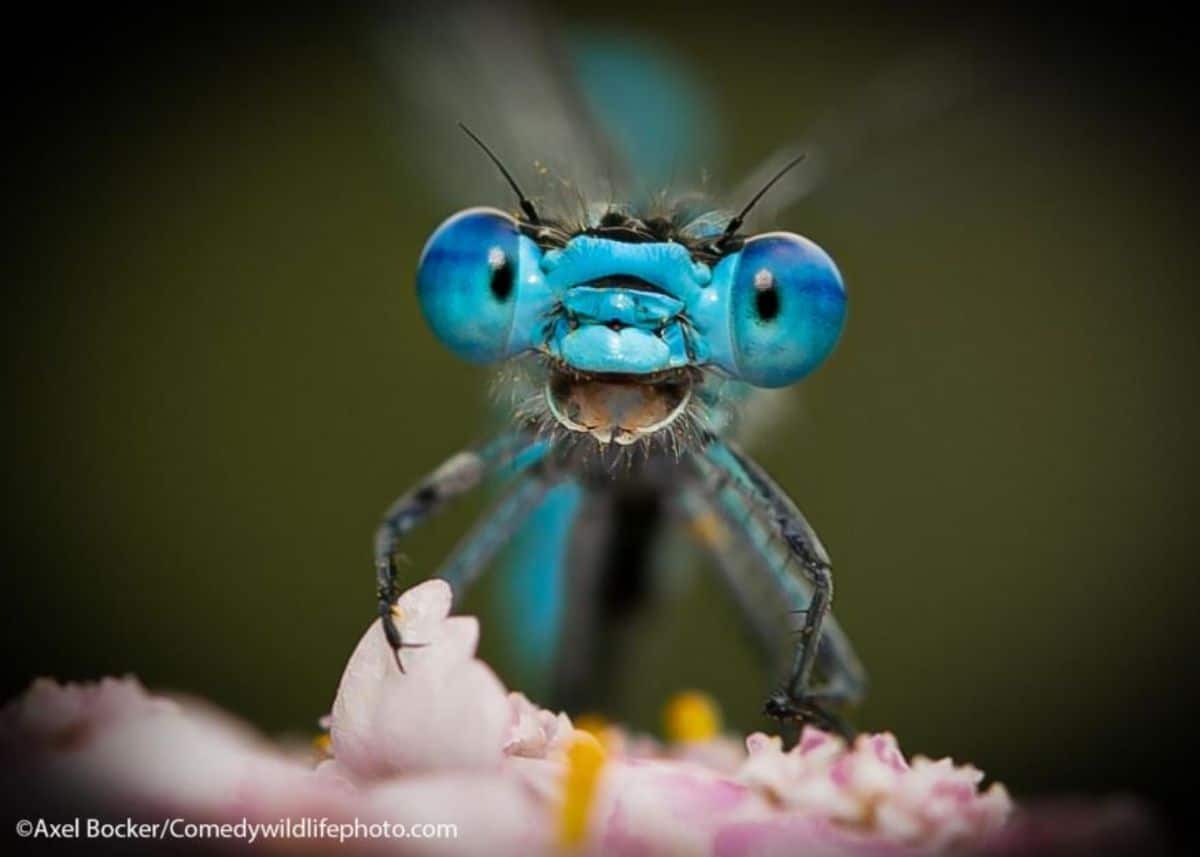 small blue and black bug with the mouth open looking surprised perching on a pink flower