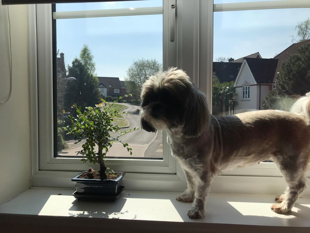 small brown and white dog standing on a window sill and looking out of a window