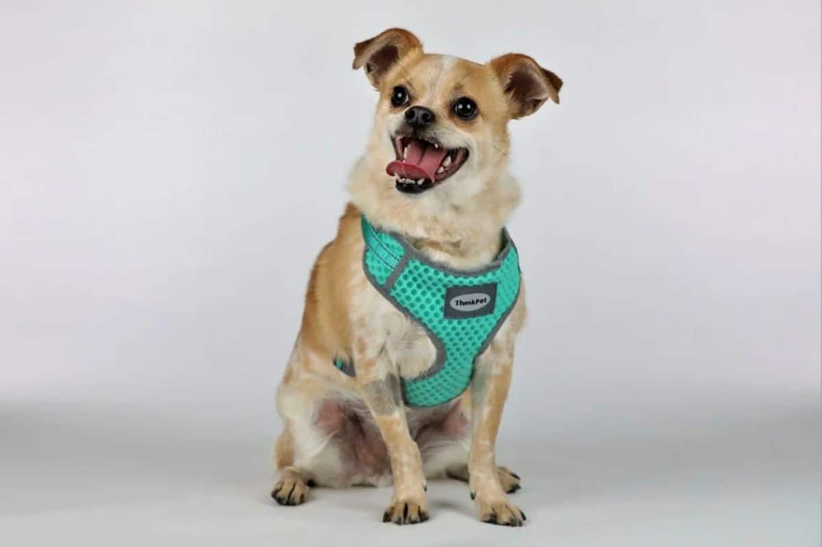 small brown and white dog wearing a green harness