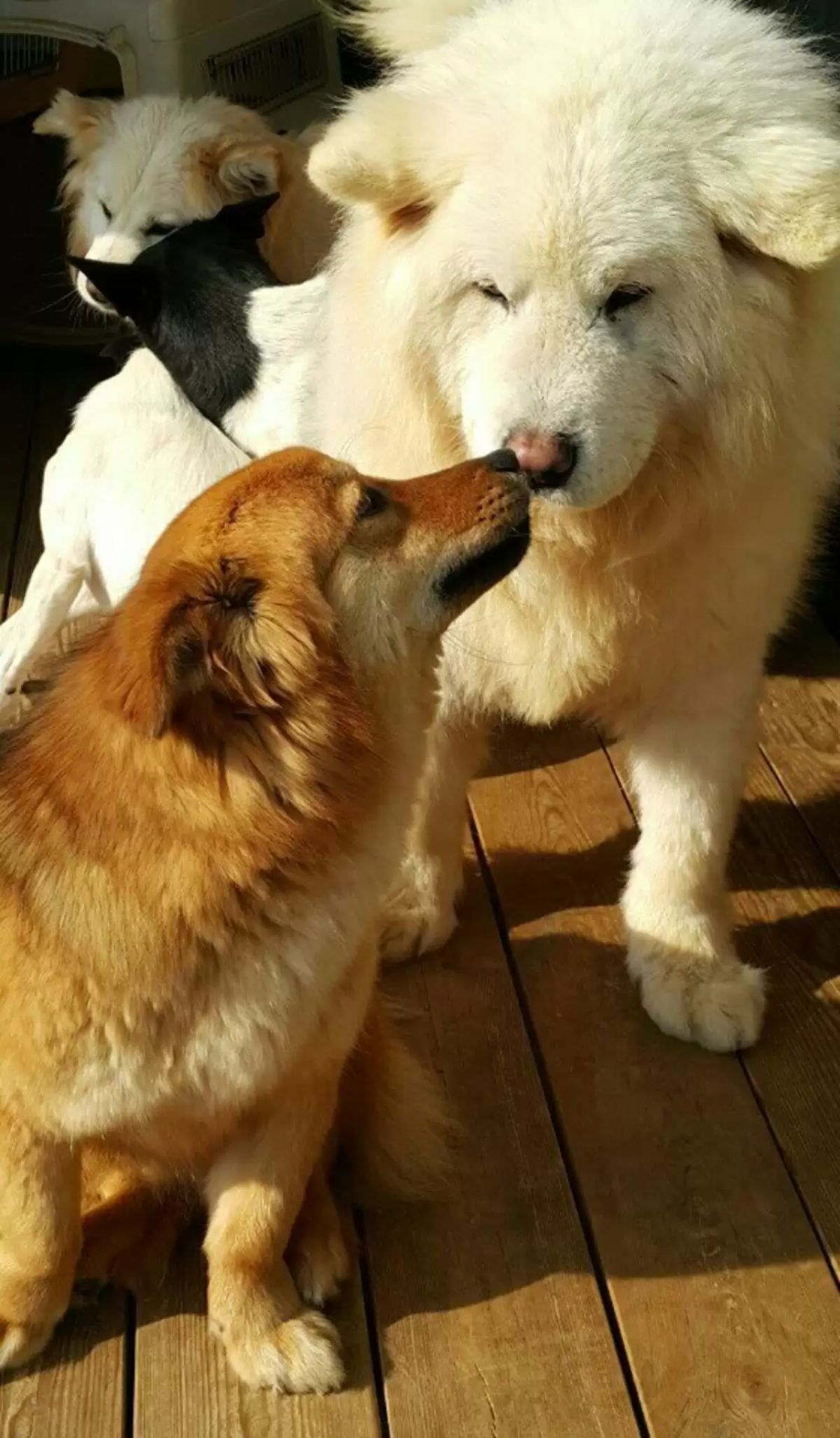 small brown dog and large fluffy white dg booping noses