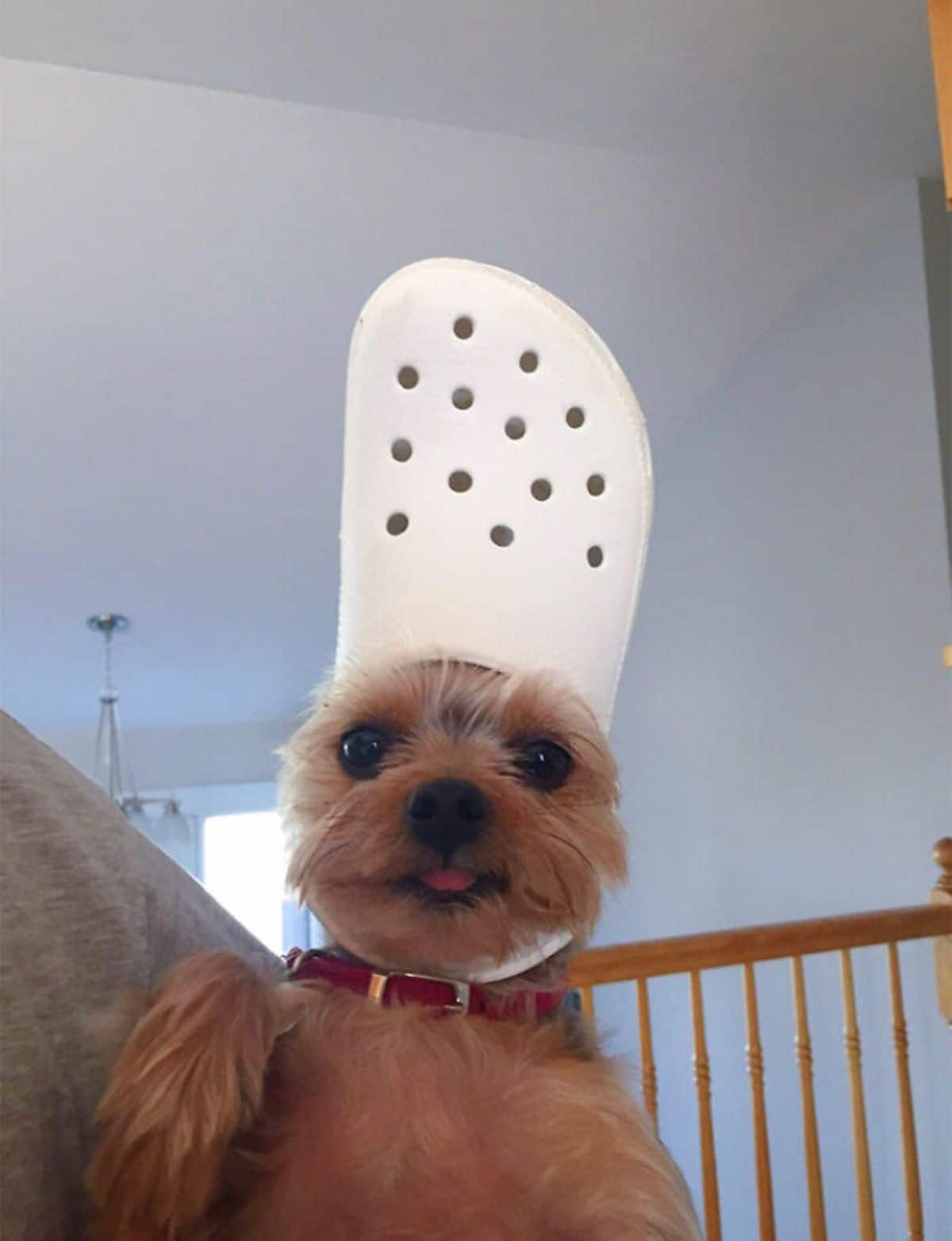 small brown fluffy dog with white crocs slipper on the head