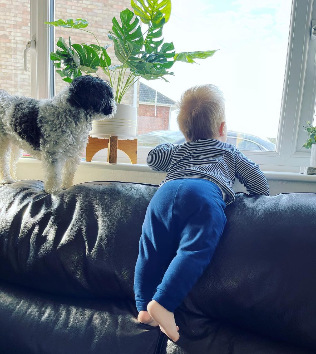 small fluffy black and white dog peeking out a window next to a toddler on a black sofa