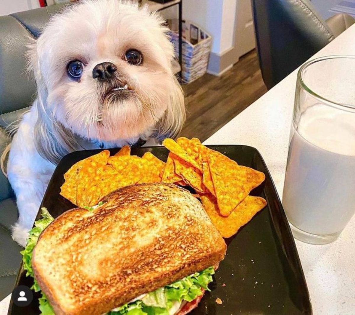 small fluffy white dog with an underbite sitting in front of a black plate with a sandwich and nachos
