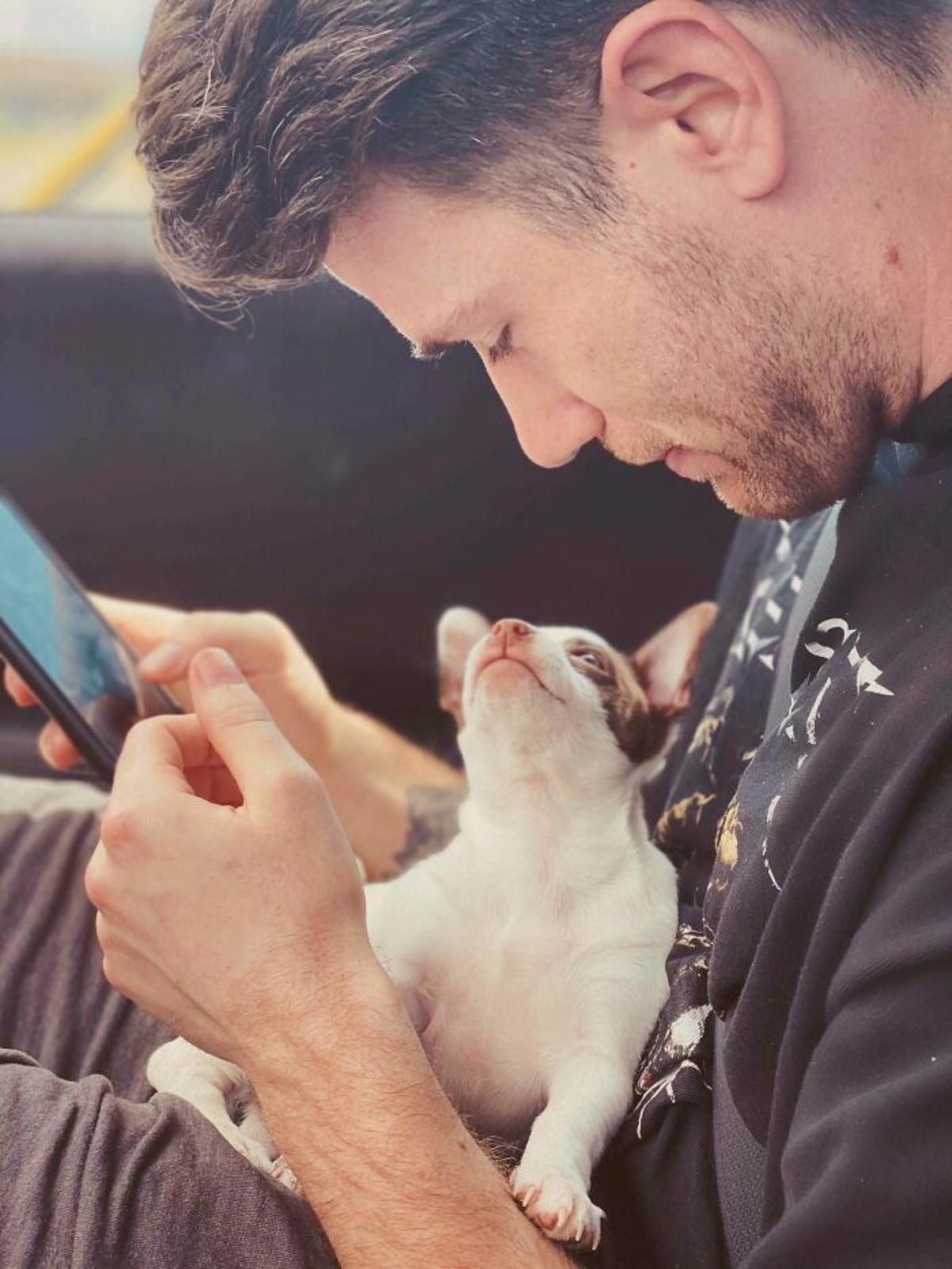 small white and brown dog on a man's lap looking up lovingly at the man