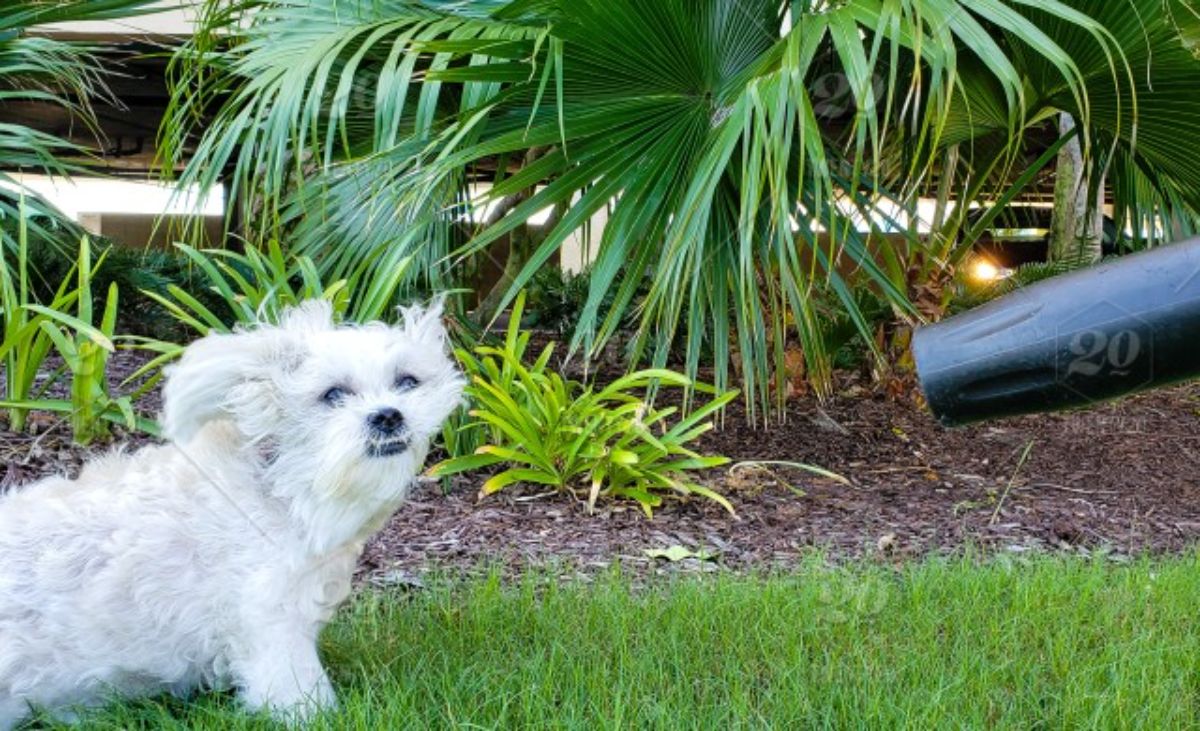 small white dog getting blown back by a leaf blower