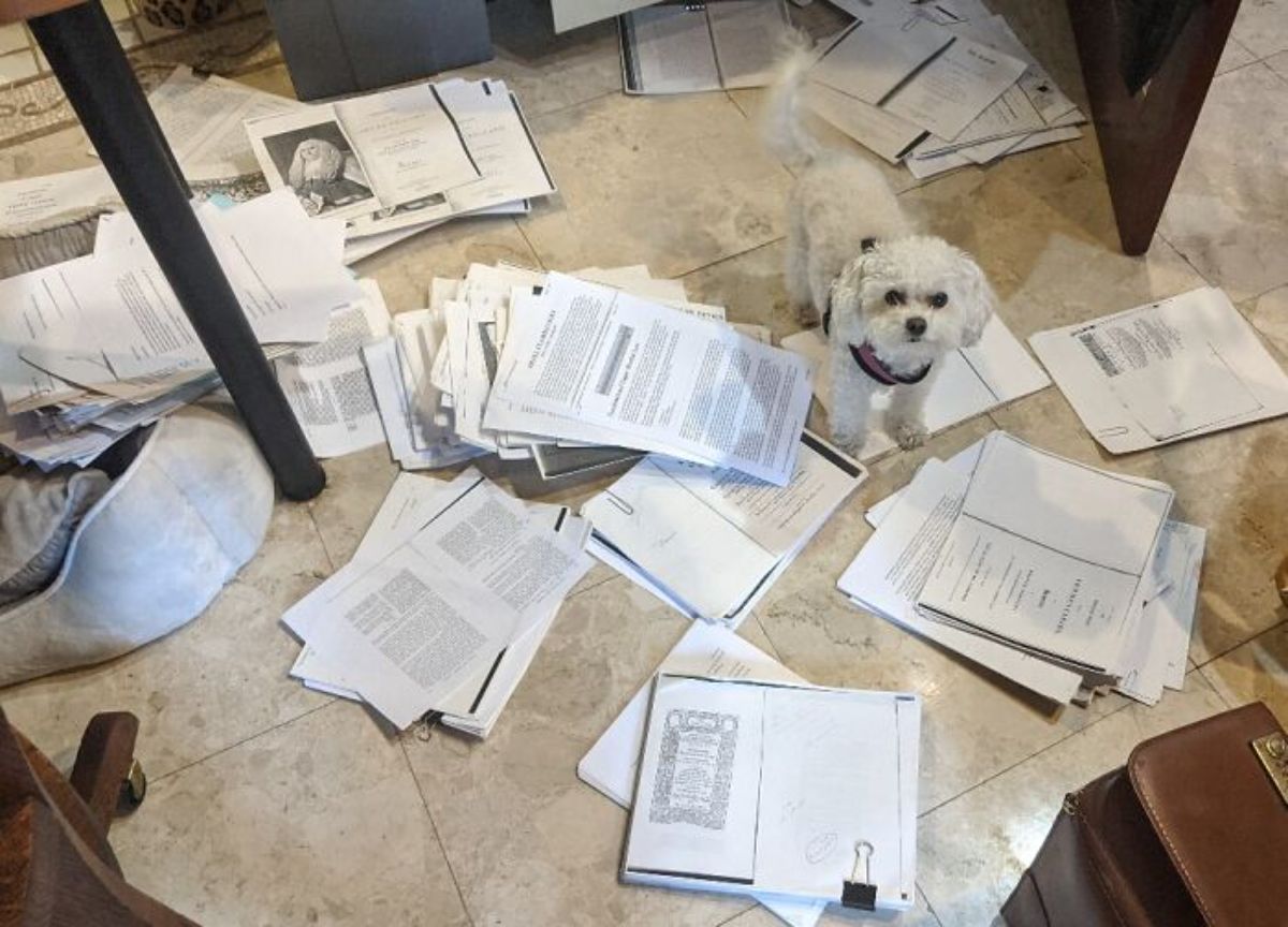 small white fluffy dog standing amid large piles of paper
