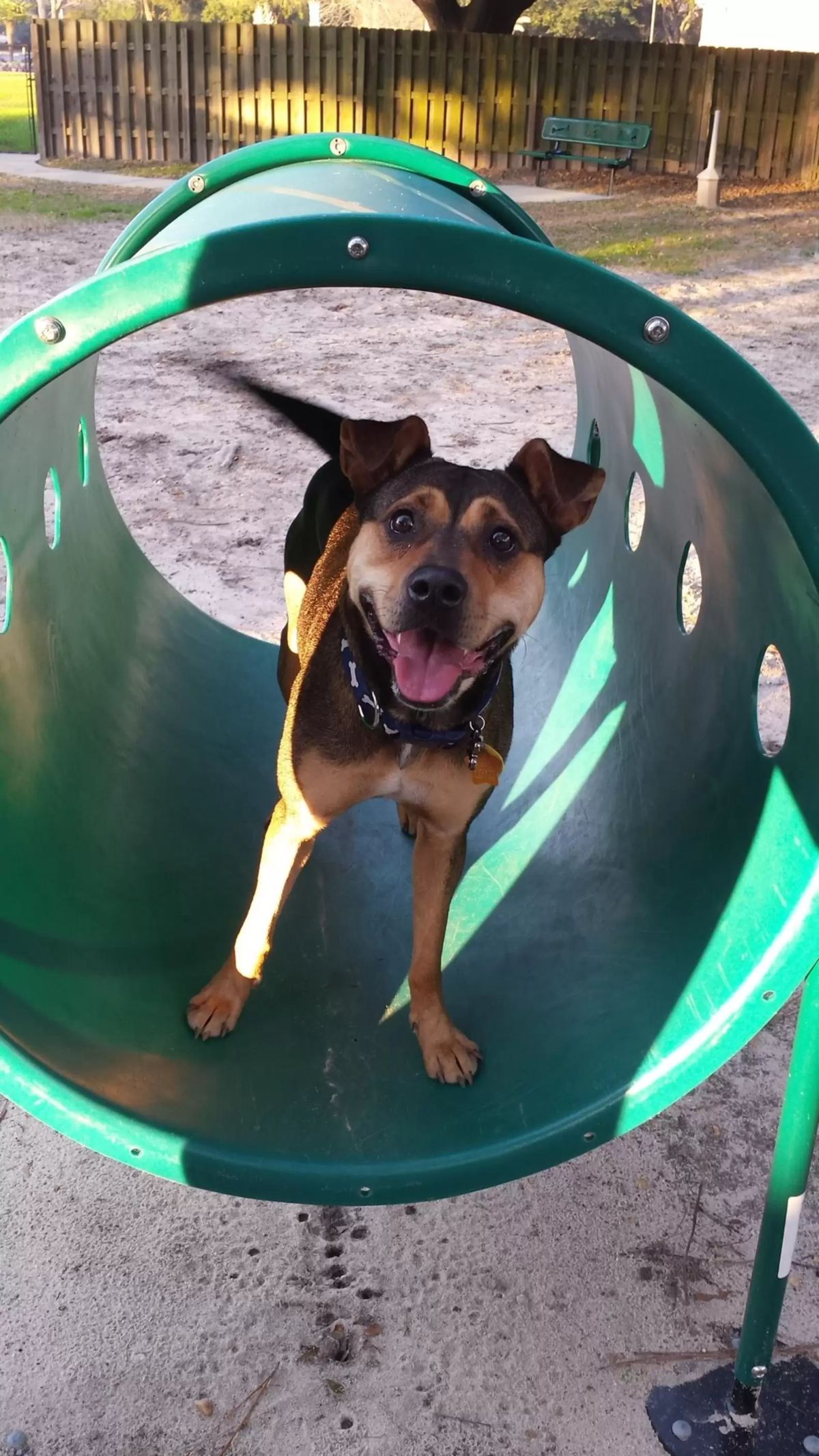 smiling black and brown dog inside a green tunnel at a park