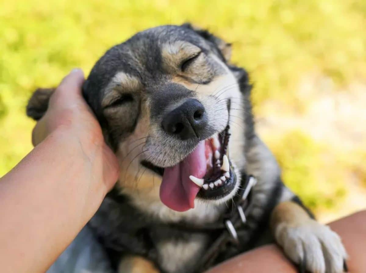 smiling black and white dog getting petted