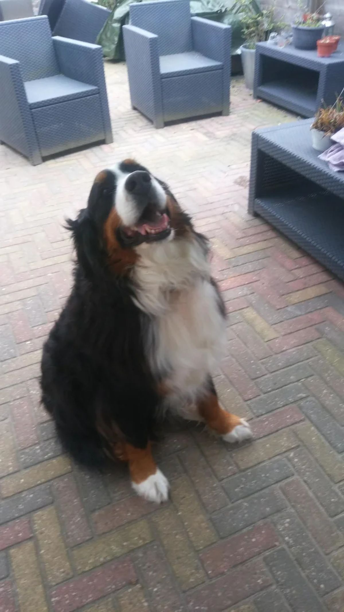 smiling black brown and white bernese mountain dog sitting and looking up