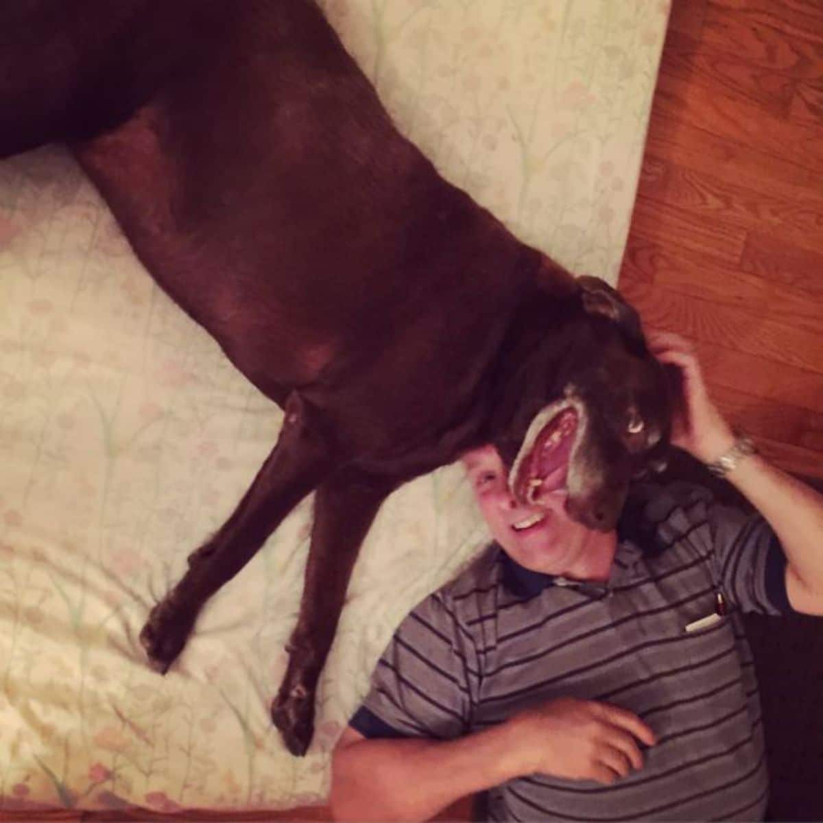 smiling black dog laying on the floor with the head on a man's face