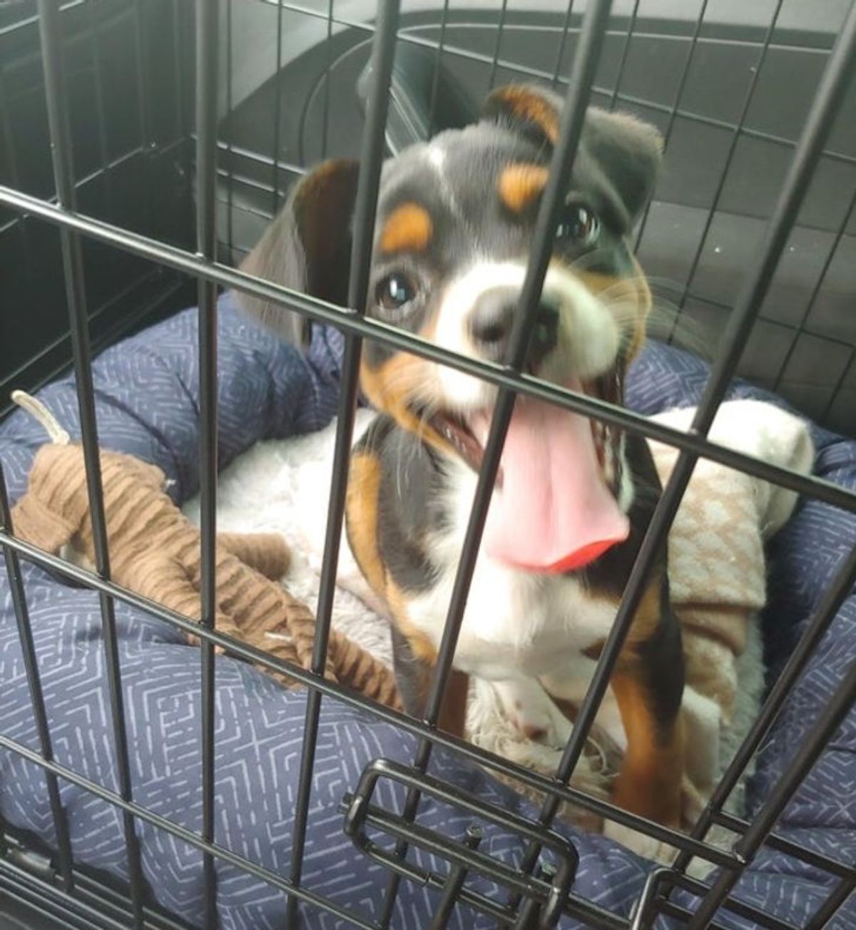 smiling black white and brown puppy in a blue and white dog bed inside a black crate in a vehicle