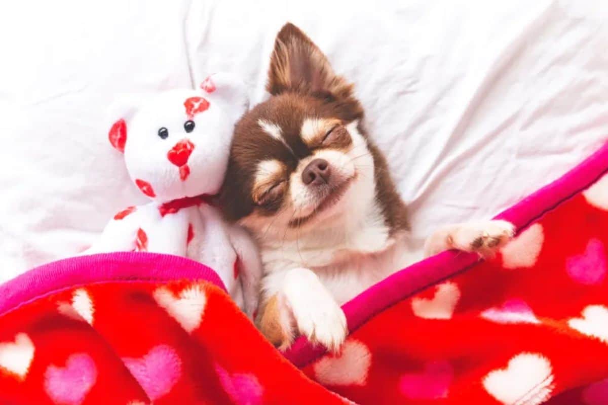 smiling brown and white chihuahua sleeping on white bed under a red blanket next to a white and red teddy bear
