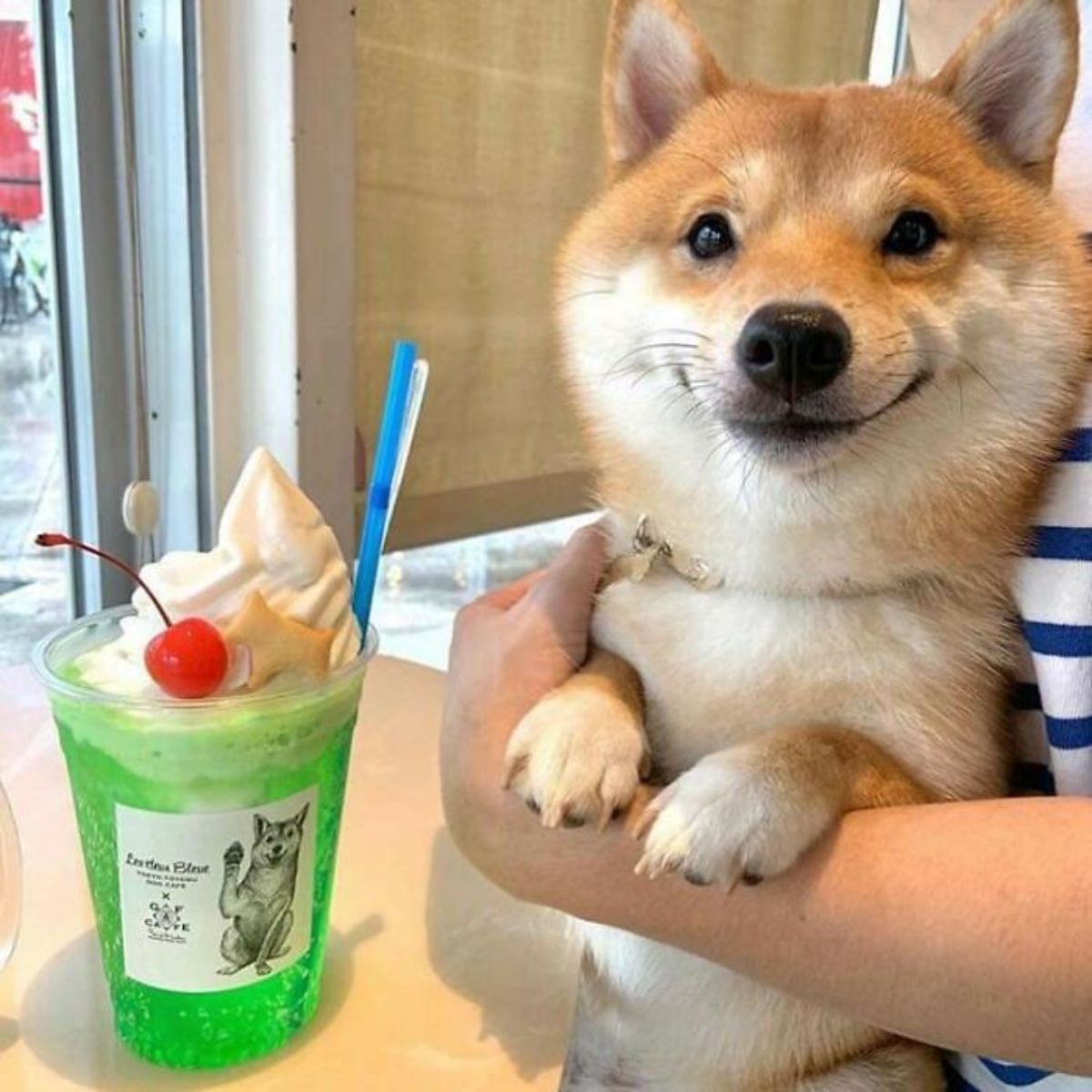 smiling brown and white shiba inu being held by someone next to a green drink
