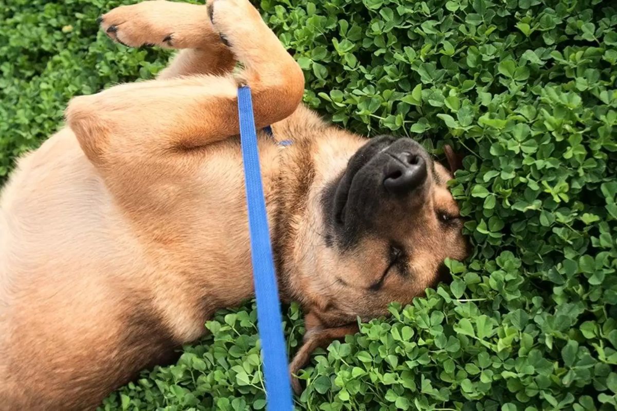 smiling brown dog laying belly up on bushes