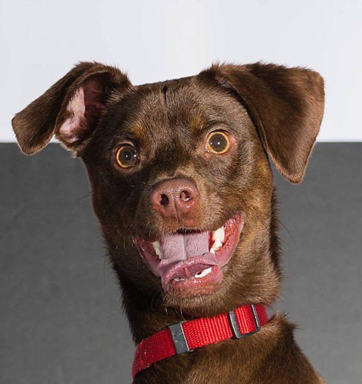 smiling brown dog with a red collar and the tongue sticking out