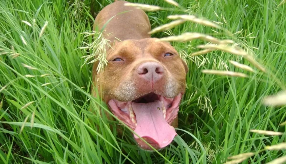 smiling brown pitbull standing in the middle of tall grass
