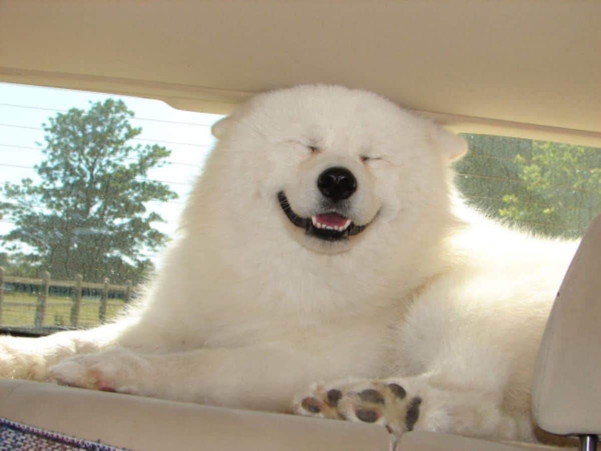 smiling fluffy white dog laying inside a vehicle