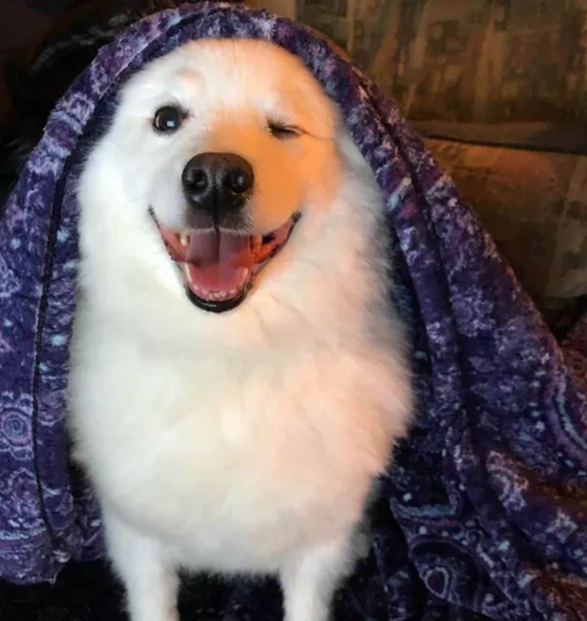 smiling fluffy white dog with a blanket over the head and winking with its left eye