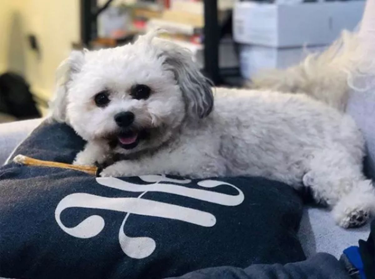 smiling fluffy white poodle laying on a black and white cushion