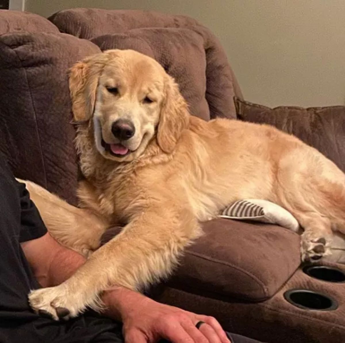 smiling golden retriever laying on a brown sofa