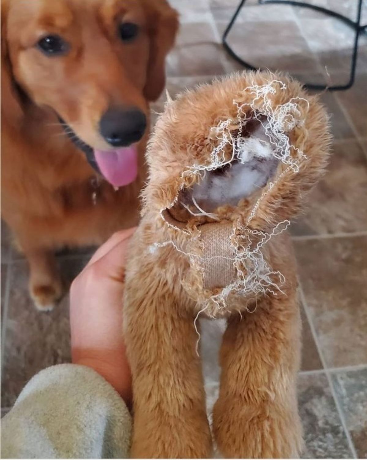 smiling golden retriever sitting with someone holding up a ripped up brown teddy bear